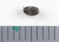 Anthrenocerus australis