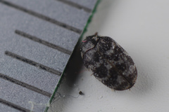 Anthrenocerus australis