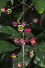 Clerodendrum schmidtii