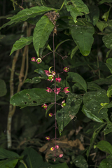 Clerodendrum schmidtii