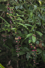 Clerodendrum schmidtii