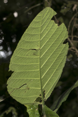 Dendrocnide sinuata