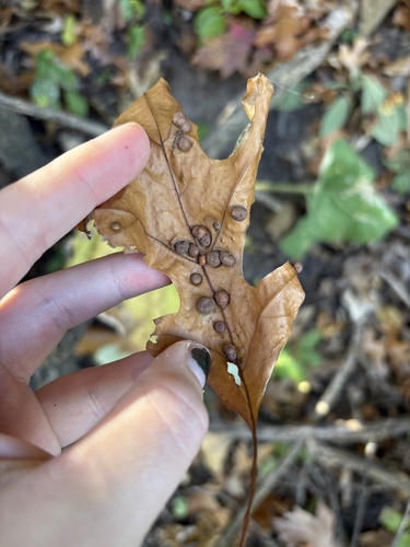 Unknown species found near Roseville Area Middle School, Little Canada, MN, US