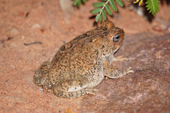 Sclerophrys pusilla