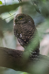 Glaucidium cuculoides