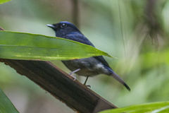 Niltava macgrigoriae