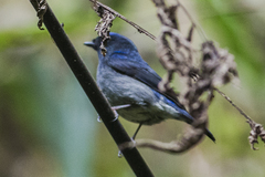 Niltava macgrigoriae