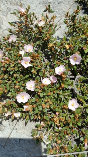 Xerochlamys bojeriana