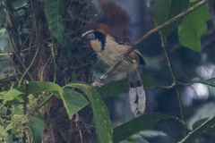 Pterorhinus pectoralis