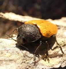 Temognatha goryi