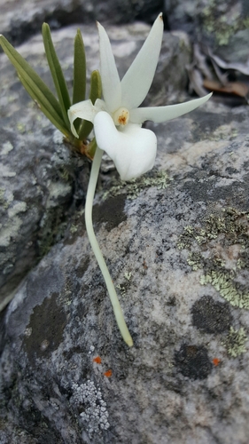 Angraecum rutenbergianum