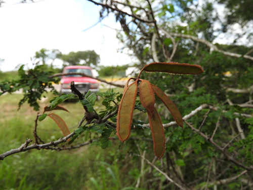 Bahama Mimosa (Mimosa bahamensis)