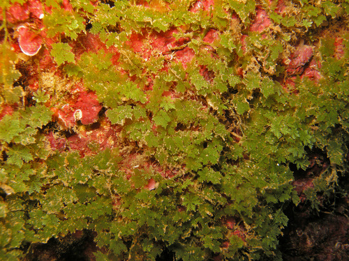 Caulerpa filicoides observed 2025-10-26
