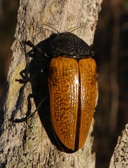 Temognatha goryi