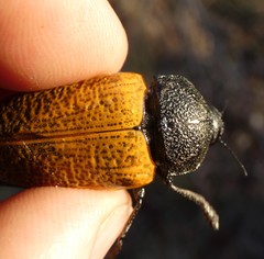 Temognatha goryi