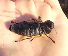 Temognatha goryi