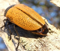 Temognatha goryi