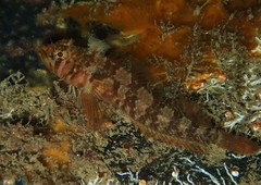 Clarke's Triplefin photo 5