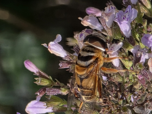 Unknown species found near Bellevue Precinct, NE, USA