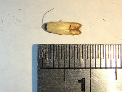 Tachystola stenoptera