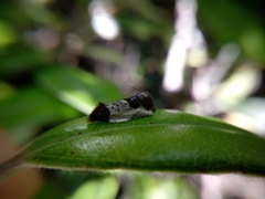 Argyroploce chlorosaris