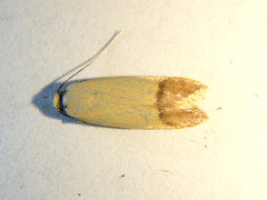 Tachystola stenoptera