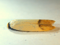 Tachystola stenoptera