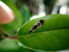 Argyroploce chlorosaris