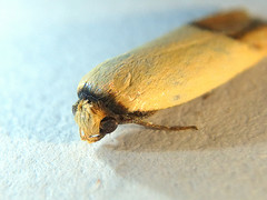 Tachystola stenoptera