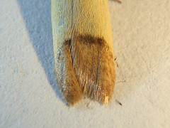 Tachystola stenoptera