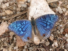 Junonia rhadama