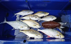 Scomberoides commersonnianus
