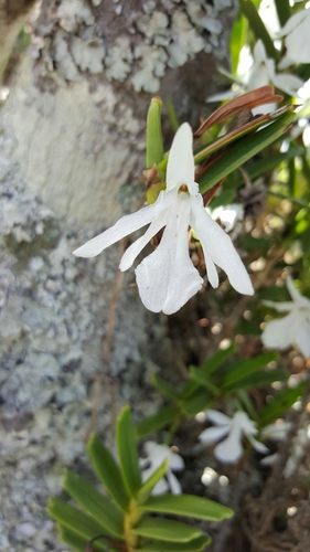 Jumellea spathulata image