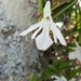 Jumellea spathulata - Photo (c) Ary_Misa, μερικά δικαιώματα διατηρούνται (CC BY-NC), uploaded by Ary_Misa