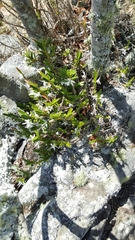 Jumellea spathulata image