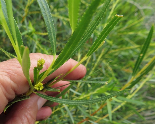 Image of Empleurum unicapsulare by (c) linkie, some rights reserved (CC BY)