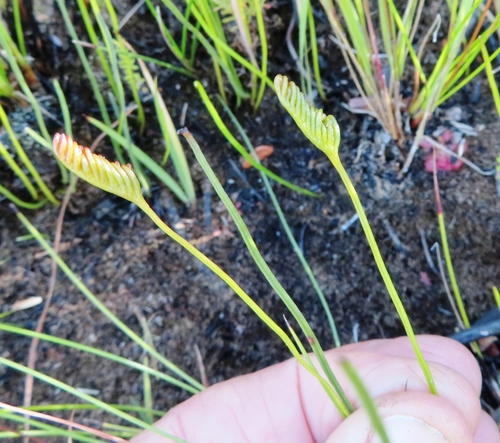 Image of Henscomb Fern (Schizaea tenella) by (c) linkie, some rights reserved (CC BY)
