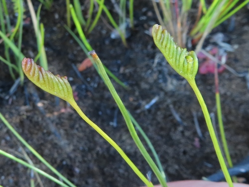 Image of Henscomb Fern (Schizaea tenella) by (c) linkie, some rights reserved (CC BY)