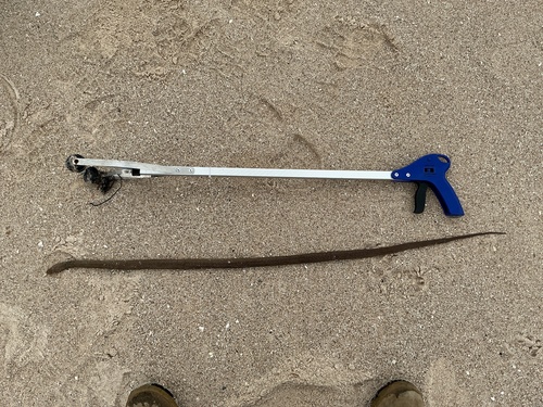 Eastern Brown Snake sighting