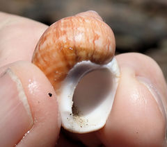 Phasianella ventricosa