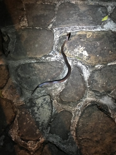 Golden-crowned Snake sighting