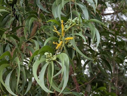 Acacia auriculiformis observed 2025-10-26