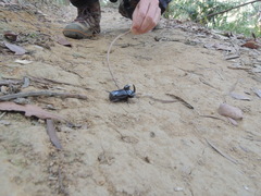 Trichogomphus mongol