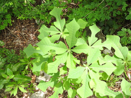 Buckeye-leafed Cassava (Manihot aesculifolia)