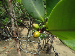 Rhizophora apiculata