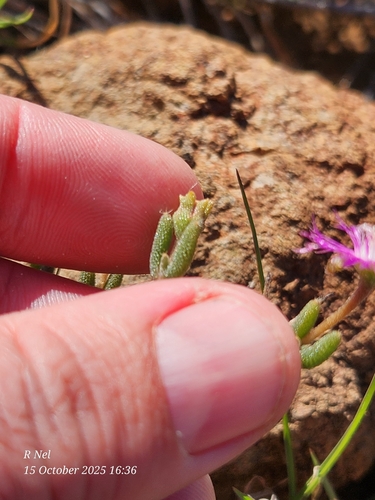Late Crownfig (Trichodiadema pomeridianum)