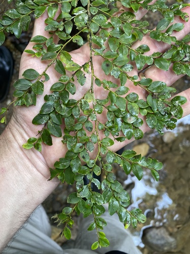 Diospyros buxifolia