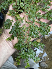 Diospyros buxifolia