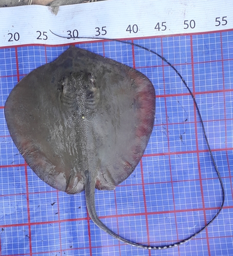 Short-tail whipray