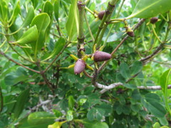 Rhizophora apiculata